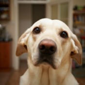 Dog With Food Allergies