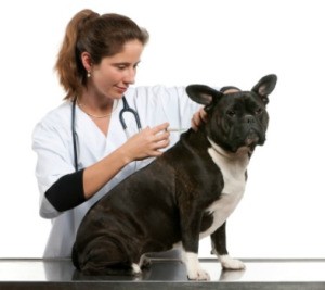 A vet giving a dog a vaccination.