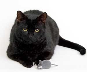 inexpensive cat toys