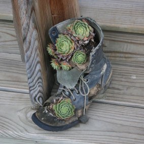 a boot with succulents