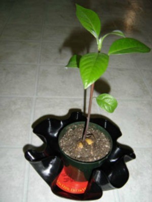 Make Planters With Old Record Albums