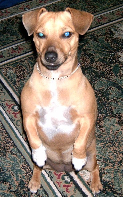 ChiChi (Jack Russell Terrier/Dachsund)