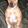 ChiChi (Jack Russell Terrier/Dachsund)