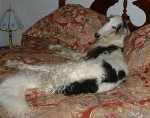 A Borzoi dog lying on a full size bedspread.