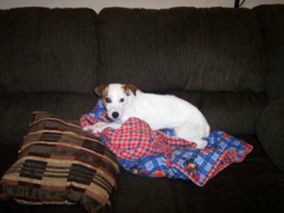 A Jack Russell Terrier lying on a colorful blanket.