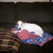 A Jack Russell Terrier lying on a colorful blanket.