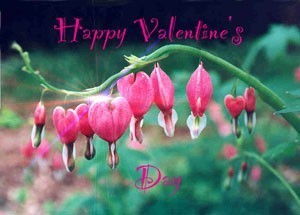 photo card with bleeding heart flowers