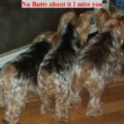 Three Yorkshire Terriers facing away from the camera.