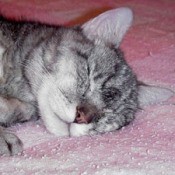 gray and white cat sleeping