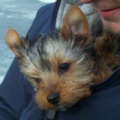 Shadow (Yorkshire Terrier)