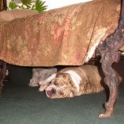 Bulldog Under the Bed