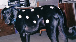 dog with paper spots