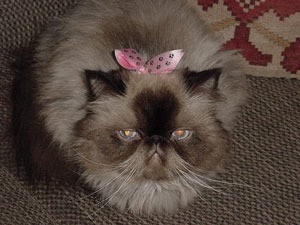 Himalayan Cat with bow