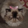 Himalayan Cat with bow