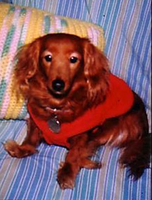 Ginger (Long Haired Dachsund)