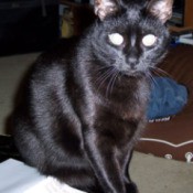 Blackie (Black Cat)