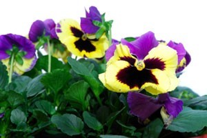 Yellow and purple pansies.