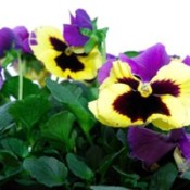 Yellow and purple pansies.