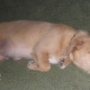 Tan terrier mix lying down.