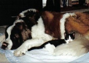 St. Bernard and kitten.