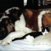 St. Bernard and kitten.