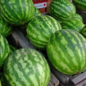 Watermelons