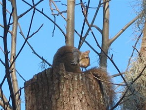 Photo of a squirrel on a tree stump.
