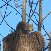 Photo of a squirrel on a tree stump.