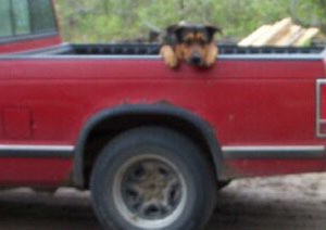 Bubba in the bed of a red truck.