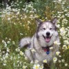 Dog laying a a bed of daisies.