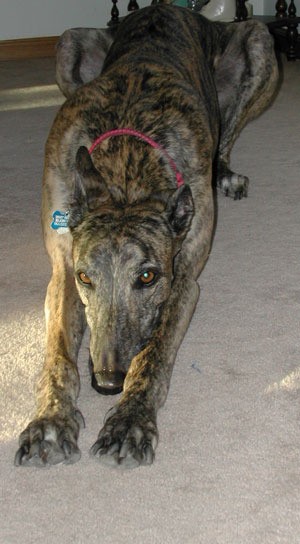 Retired Greyhound racer