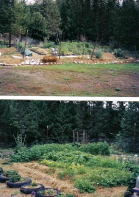 Views of garden with straw mulch.