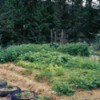 Views of garden with straw mulch.