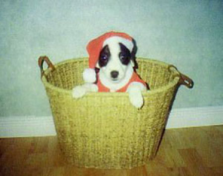 A small black and white dog in a laundry basket.