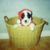 A small black and white dog in a laundry basket.