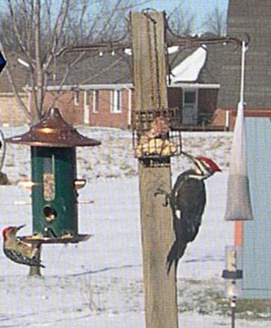 Woodpecker at feeder.