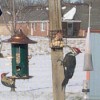 Woodpecker at feeder.