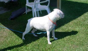 White dog in yard.