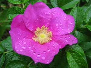 pink rose flower