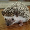 Roxy (African Pygmy Hedgehog)