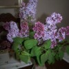 Spring Lilacs in the Ozarks
