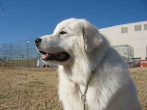 Great Pyrenees