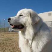 Great Pyrenees