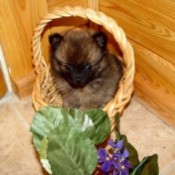 Pomeranian in a basket.