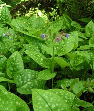 Closeup of the Lungwort plant