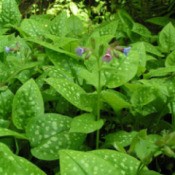 Closeup of the Lungwort plant