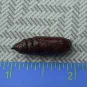 unknown Pupa