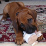 Cooper (Rhodesian Ridgeback)