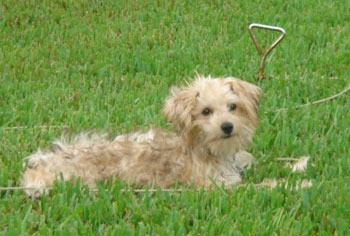 A dog laying outside in the grass.