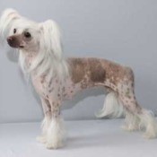 Chinese Crested